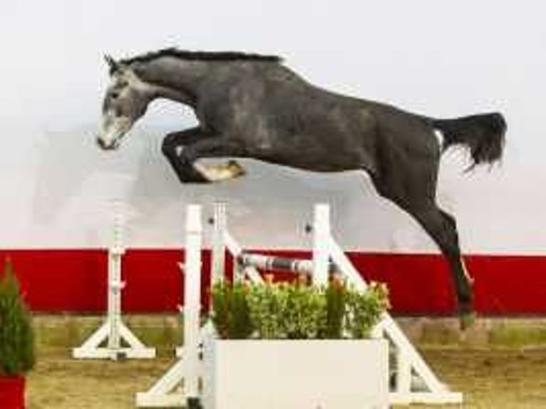 Holstein Stallion 2 years 16,1 hh Gray in Waddinxveen