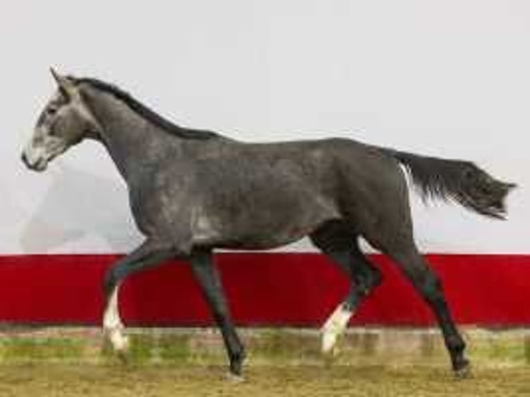 Holstein Stallion 2 years 16,1 hh Gray in Waddinxveen