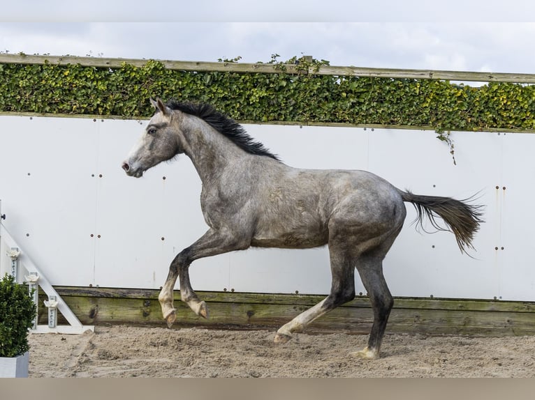 Holstein Stallion 2 years 16.1 hh  in Waddinxveen