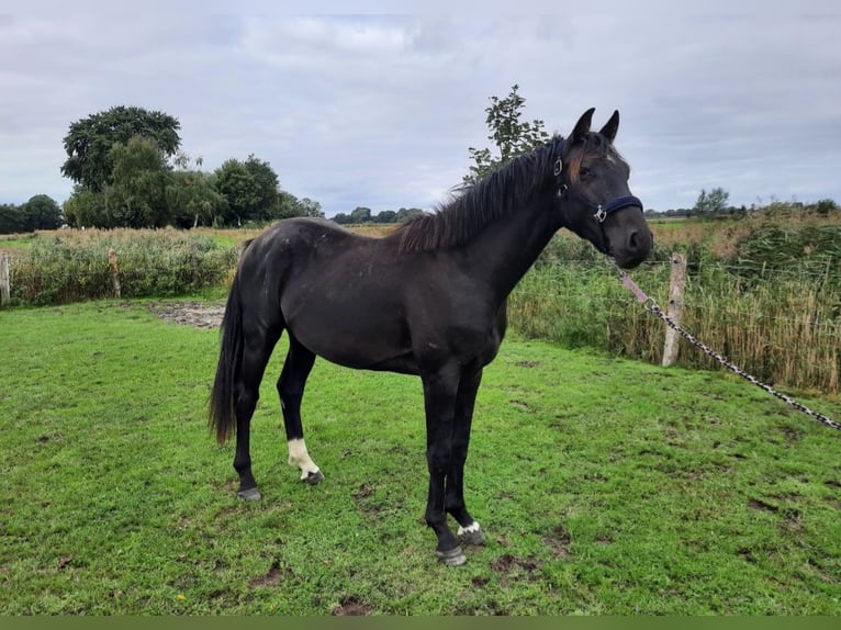 Holstein Stallion 2 years 16.1 hh Smoky-Black in Kronprinzenkoog