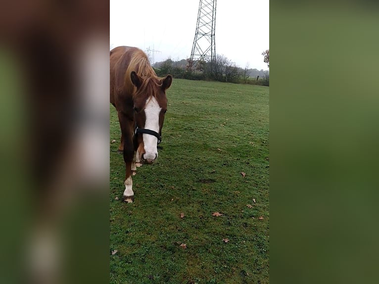 Holstein Stallion 2 years 16,2 hh Chestnut-Red in Klein Offenseth-Sparrieshoop