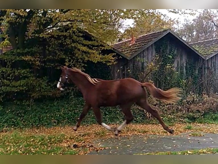 Holstein Stallion 2 years 16,2 hh Chestnut-Red in Klein Offenseth-Sparrieshoop