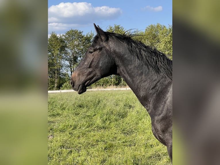 Holstein Stallion 2 years 16,2 hh Gray in Averlak