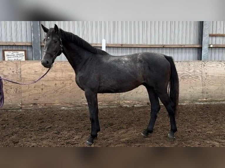 Holstein Stallion 2 years 16,2 hh Gray in Averlak