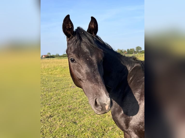 Holstein Stallion 2 years 16.2 hh Grey in Averlak