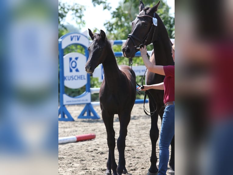 Holstein Stallion 2 years 16.2 hh Grey in Averlak