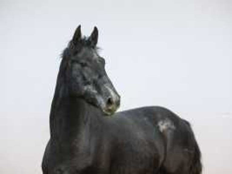 Holstein Stallion 2 years 16,2 hh Smoky-Black in Waddinxveen