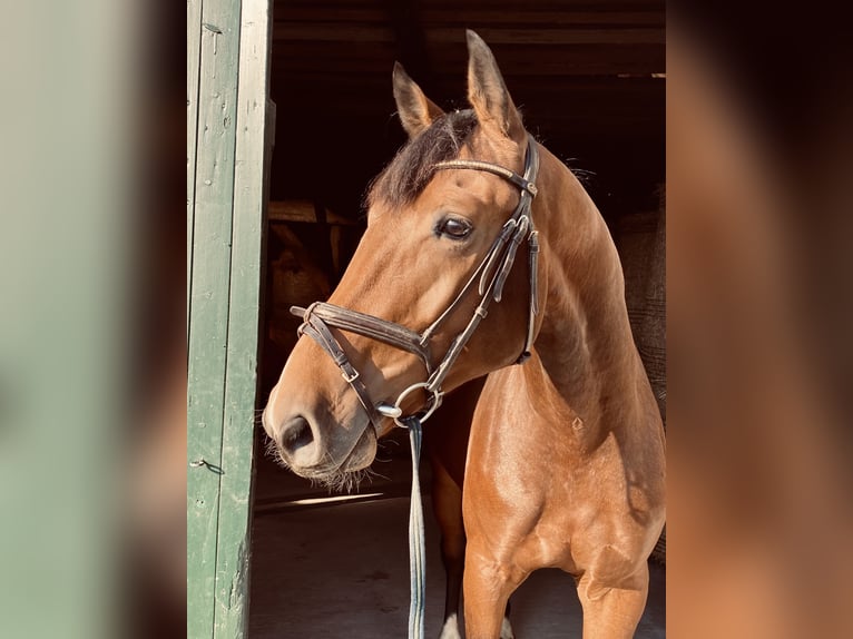 Holstein Stallion 2 years 16,3 hh Brown in Herzhorn