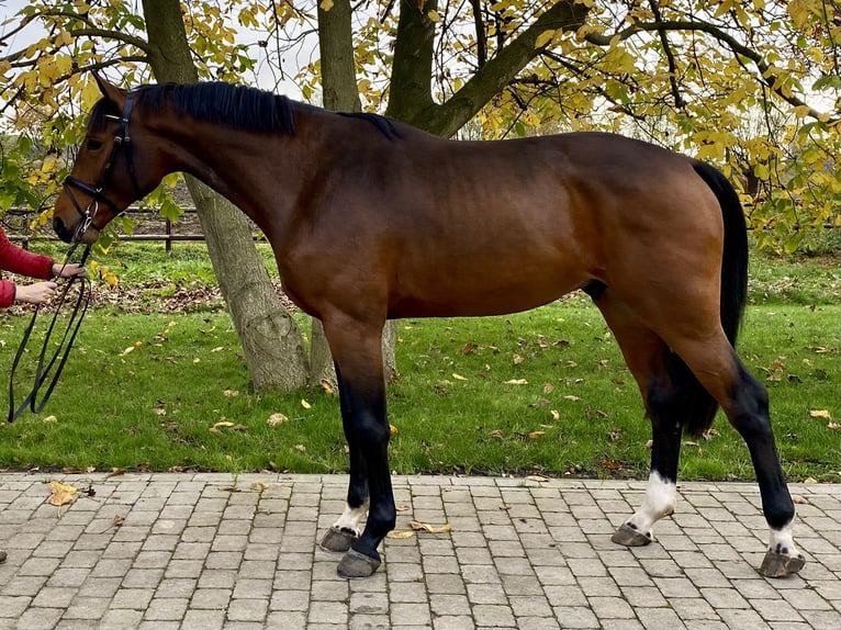 Holstein Stallion 2 years 16,3 hh Brown in Herzhorn