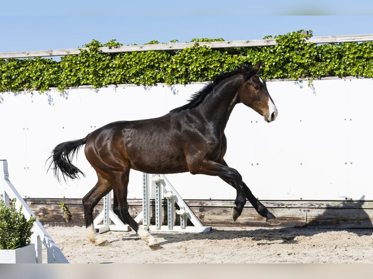 Holstein Stallion 2 years 16 hh Bay-Dark in Waddinxveen