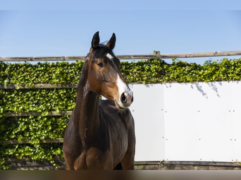 Holstein Stallion 2 years 16 hh Bay-Dark in Waddinxveen