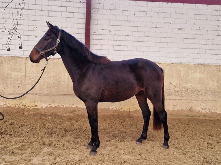 Holstein Stallion 2 years 16 hh Brown in Paderborn