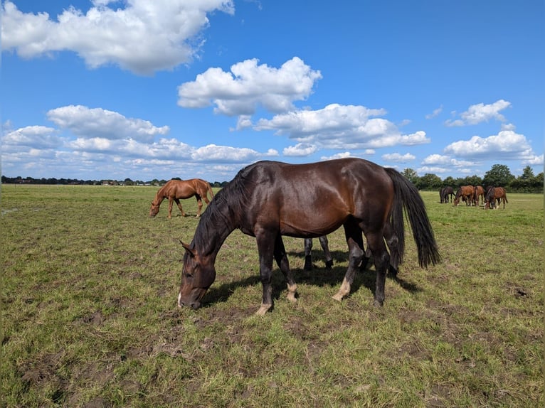 Holstein Stallion 2 years 16 hh Brown in Nienhagen