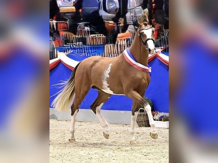 Holstein Stallion 2 years 16,1 hh Brown in Świekatowo