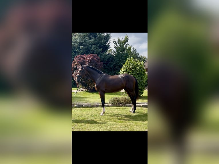 Holstein Stallion 2 years 16,1 hh Brown in Selk