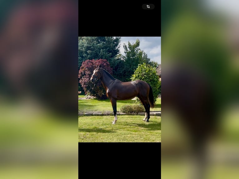 Holstein Stallion 2 years 16,1 hh Brown in Selk