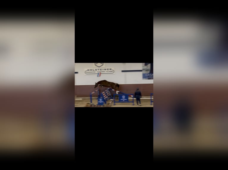 Holstein Stallion 2 years 16,1 hh Chestnut-Red in Meldorf