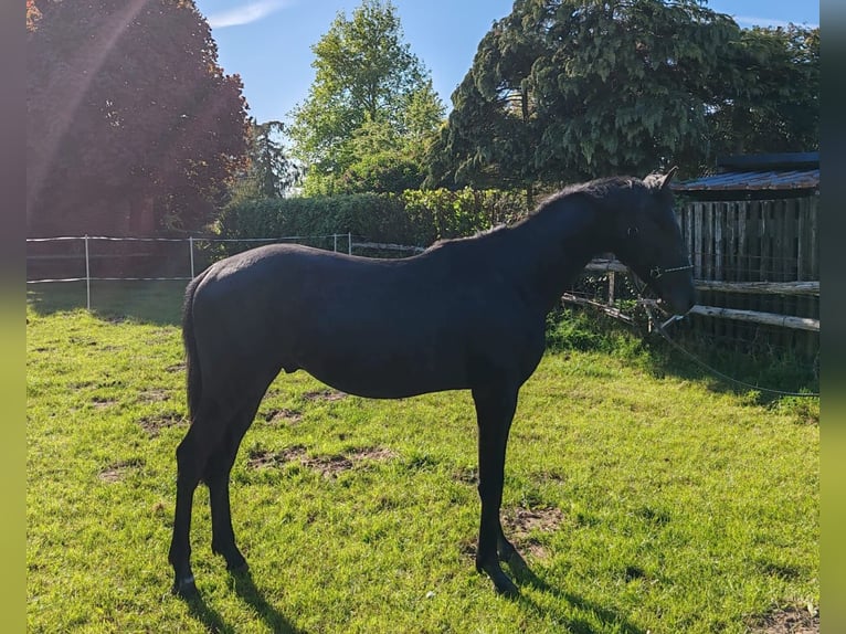 Holstein Stallion 2 years 16,1 hh Gray in Remmels