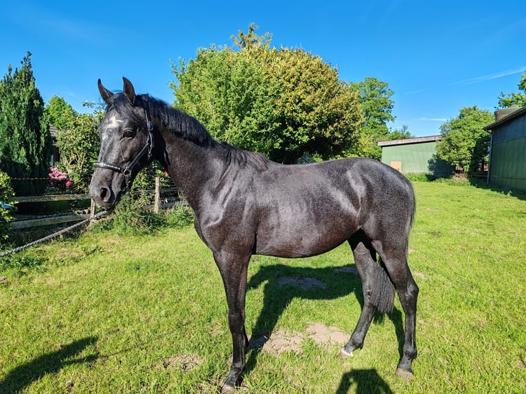Holstein Stallion 2 years 16,1 hh Gray in Remmels