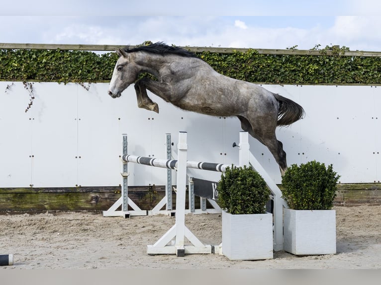 Holstein Stallion 2 years 16,1 hh  in Waddinxveen