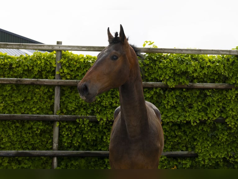 Holstein Stallion 2 years 16,2 hh Bay-Dark in Waddinxveen