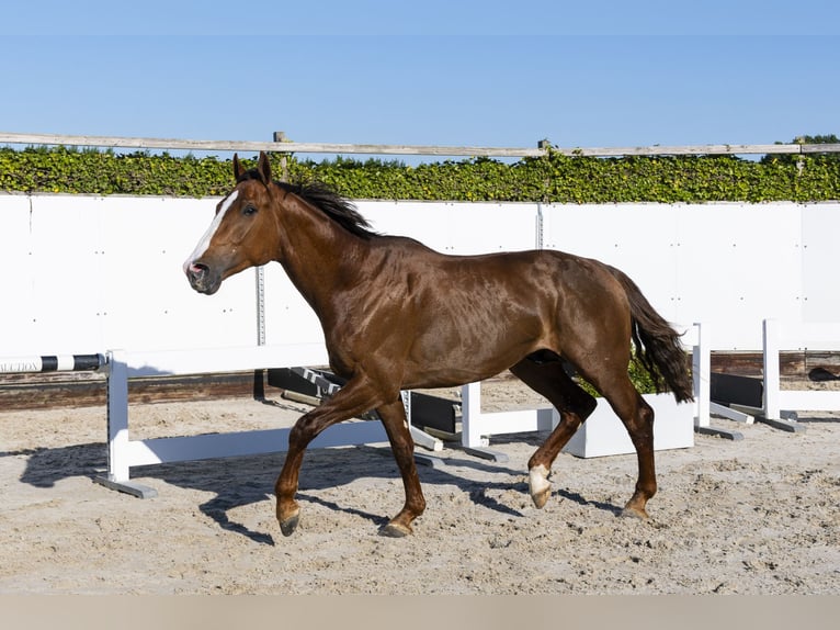 Holstein Stallion 2 years 16,2 hh in Waddinxveen