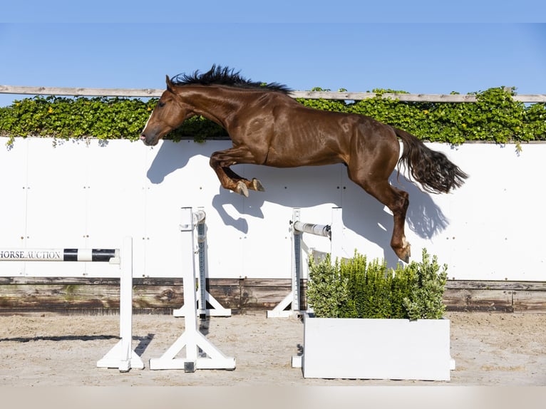 Holstein Stallion 2 years 16,2 hh in Waddinxveen