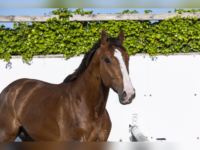 Holstein Stallion 2 years 16,2 hh in Waddinxveen
