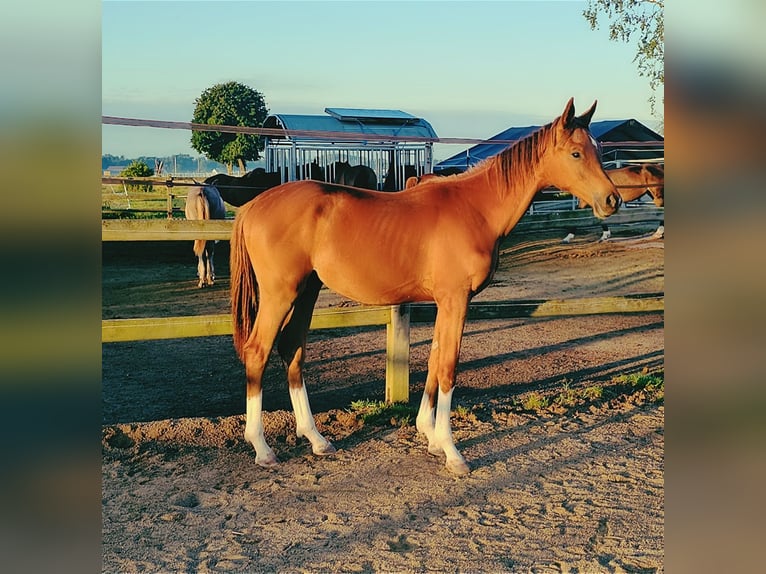 Holstein Stallion 2 years 17 hh in Langenau