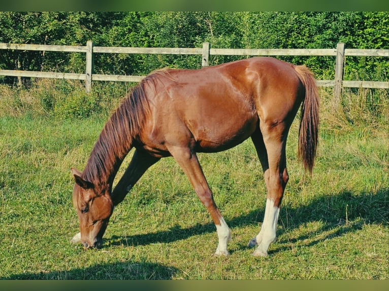 Holstein Stallion 2 years 17 hh in Langenau