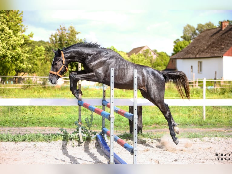 Holstein Stallion 2 years 17 hh Grey-Dapple in Bobrowice