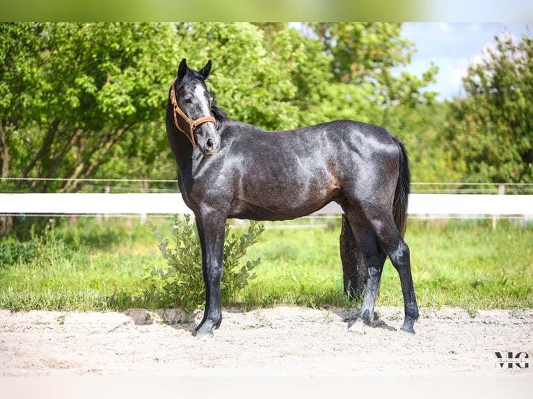 Holstein Stallion 2 years 17 hh Grey-Dapple in Bobrowice