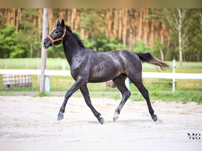 Holstein Stallion 2 years 17 hh Grey-Dapple in Bobrowice