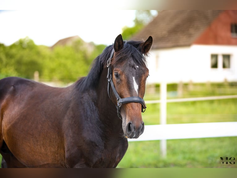 Holstein Stallion 2 years 17 hh Smoky-Black in Bobrowice