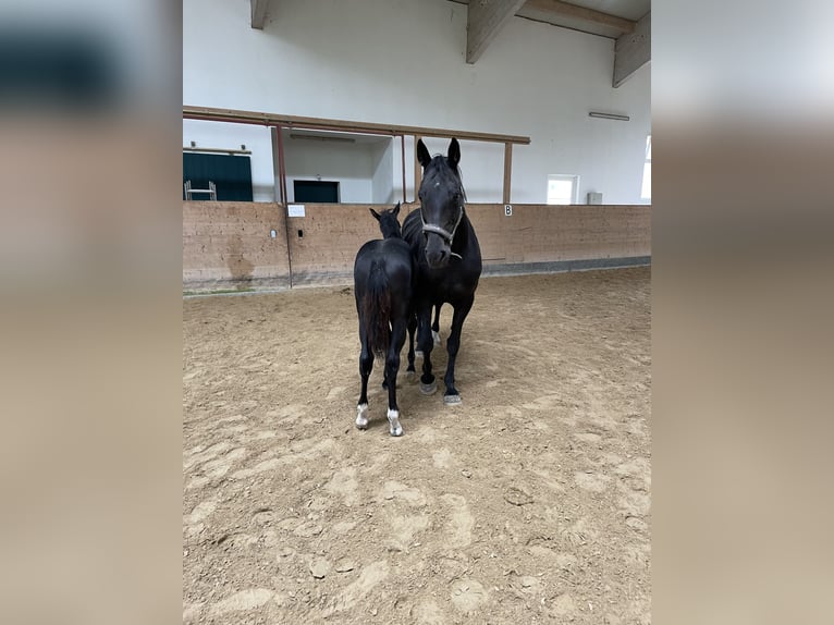 Holstein Stallion 2 years Black in Überlingen