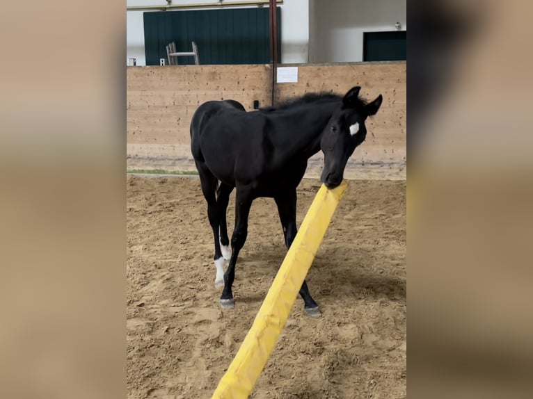 Holstein Stallion 2 years Black in Überlingen