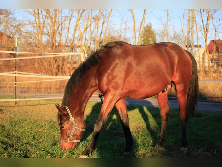 Holstein Stallion 2 years Brown in Luckau