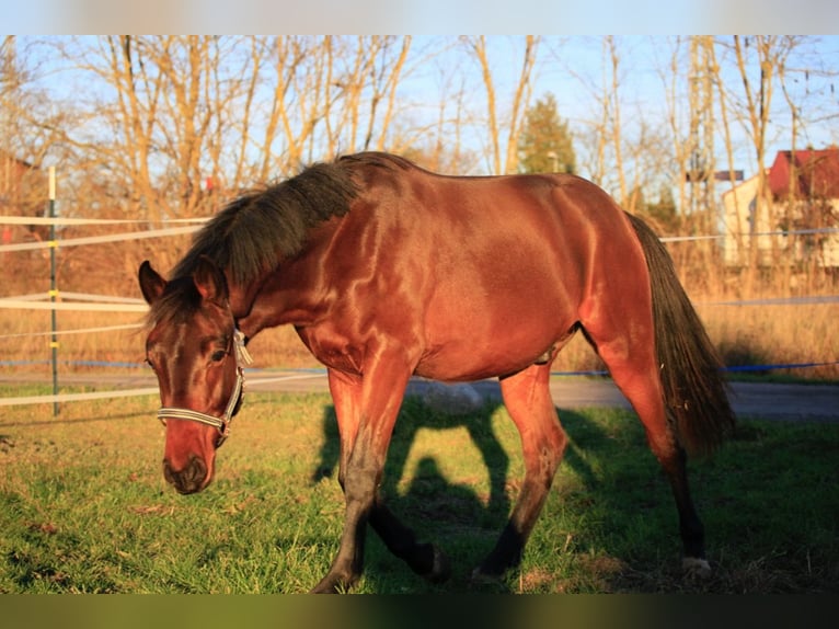 Holstein Stallion 2 years Brown in Luckau