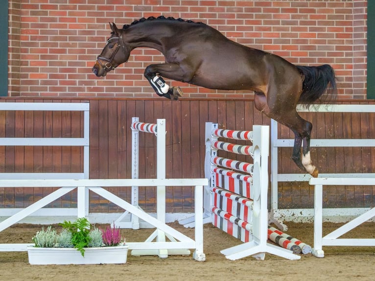 Holstein Stallion 2 years Brown in Rostock