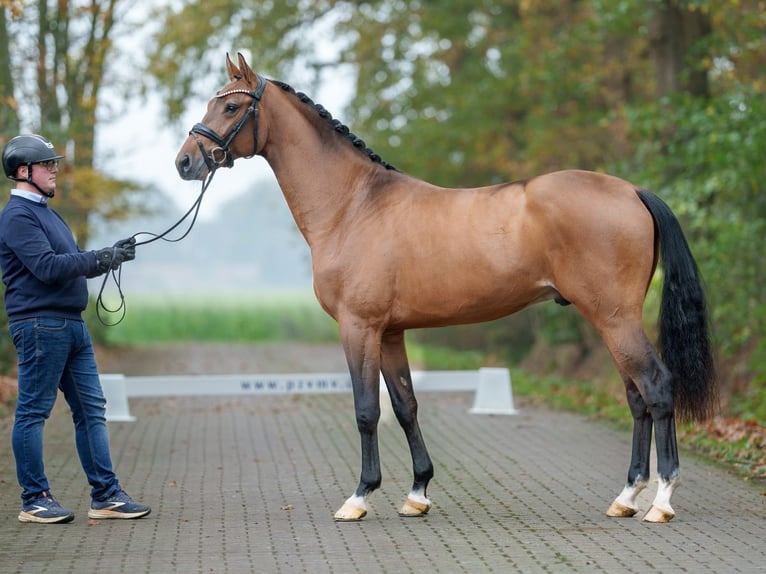 Holstein Stallion 2 years Brown in Rostock