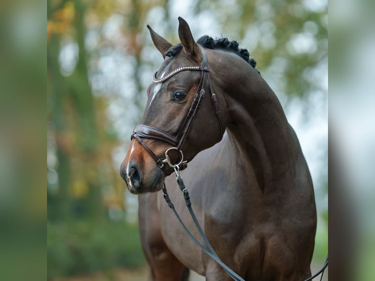 Holstein Stallion 2 years Brown in Rostock