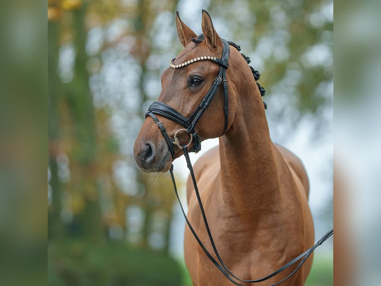 Holstein Stallion 2 years Brown in Rostock