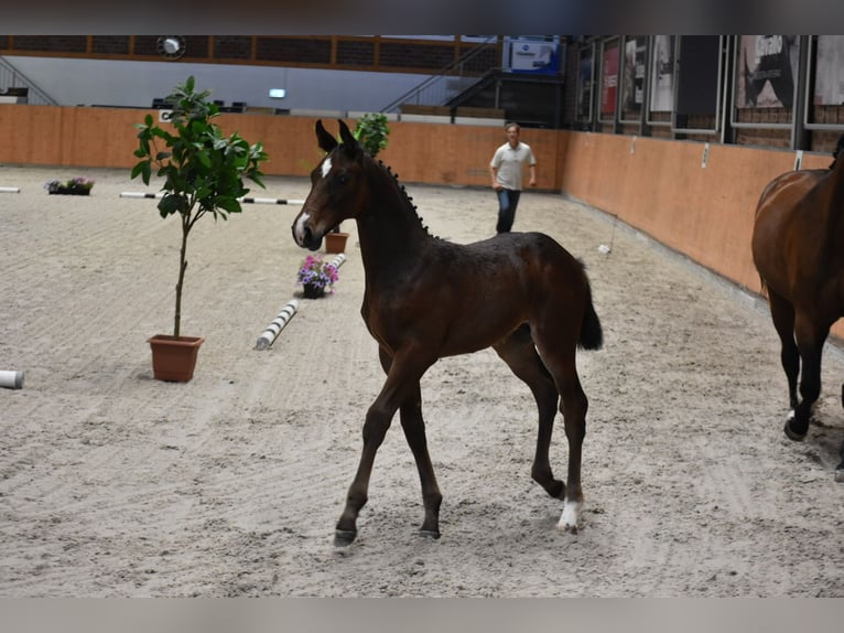 Holstein Stallion 2 years Brown in Wardow