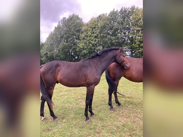 Holstein Stallion 2 years Brown in Windeby