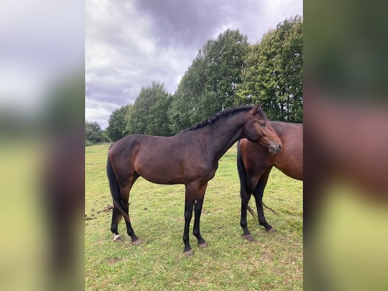 Holstein Stallion 2 years Brown in Windeby