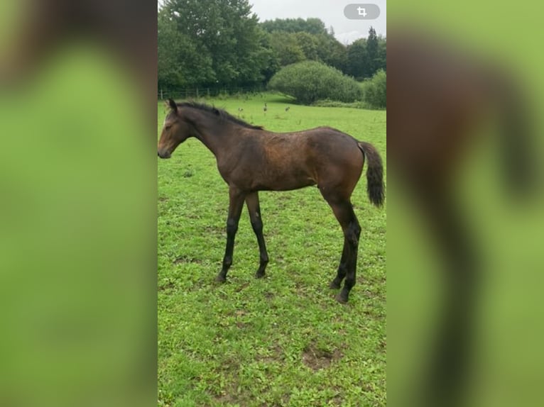 Holstein Stallion 2 years Brown in Windeby