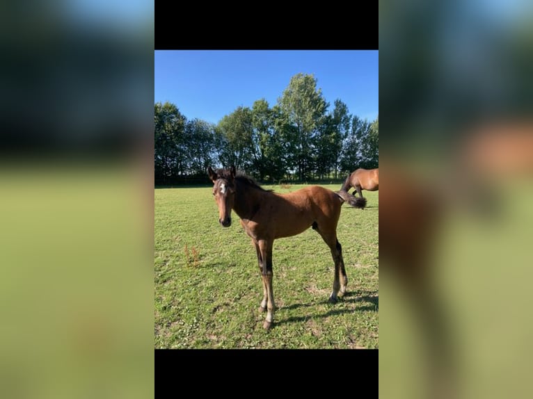 Holstein Stallion 2 years Brown in Windeby