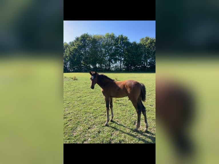 Holstein Stallion 2 years Brown in Windeby