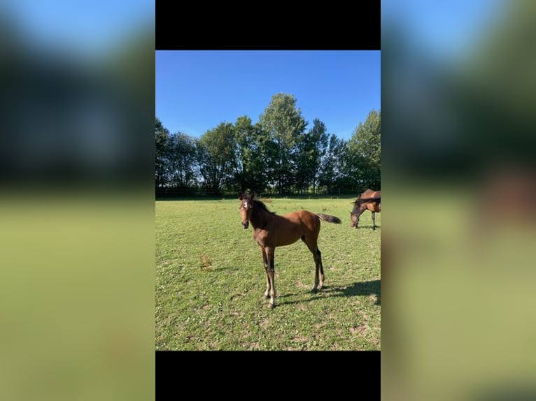 Holstein Stallion 2 years Brown in Windeby