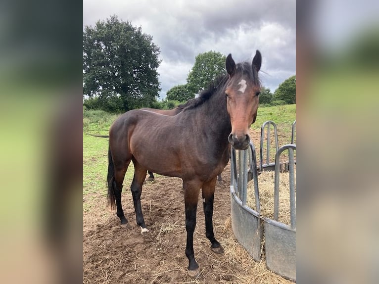 Holstein Stallion 2 years Brown in Windeby